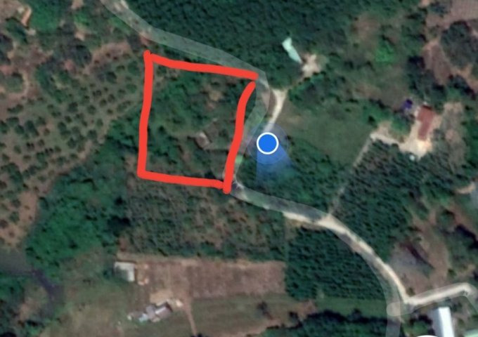 CHÍNH CHỦ CẦN BÁN GẤP LÔ ĐẤT VỊ TRÍ ĐẸP GIÁ RẺ NHẤT KHU VỰC TẠI XÃ THANH LƯƠNG, THỊ XÃ BÌNH LONG, TỈNH BÌNH PHƯỚC. LH  0389557652