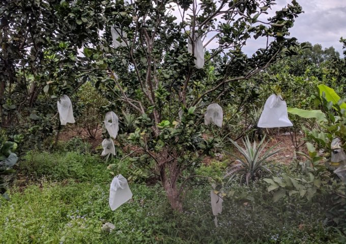 Cân bán 2633m2 đất đường sông Lu, Giáp Sông Sài Gòn, Xã Trung An, Củ Chi, TP. Hồ Chí Minh