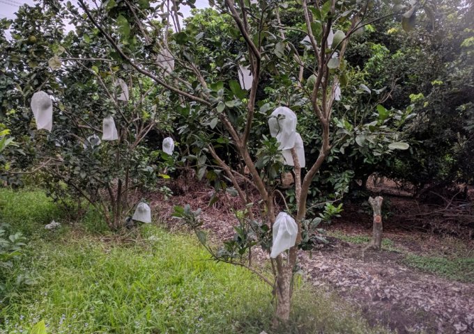 Cân bán 2633m2 đất đường sông Lu, Giáp Sông Sài Gòn, Xã Trung An, Củ Chi, TP. Hồ Chí Minh