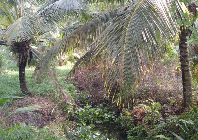 Chính Chủ Cần Bán Lô Đất Vườn Trồng Dừa Và Xoài Tại Huyện Mang Thít, Tỉnh Vĩnh Long