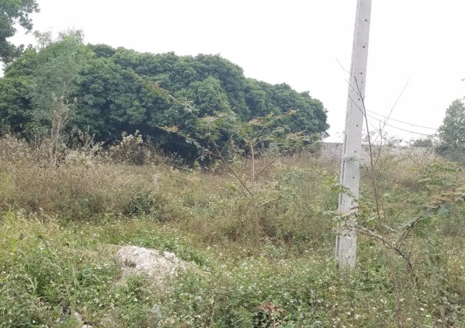 Bán đất Mặt tiền Ql37 X.Lê Lợi, Chí Linh, Hải Dương – Đất đẹp, giá tốt