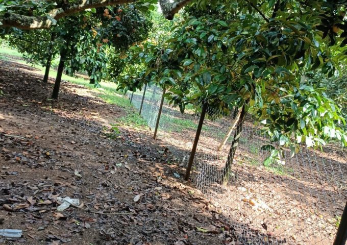 Chính Chủ Cần Bán Lô Đất Vườn Tại Xã Bảo Quang, Thành Phố Long Khánh, Tỉnh Đồng Nai