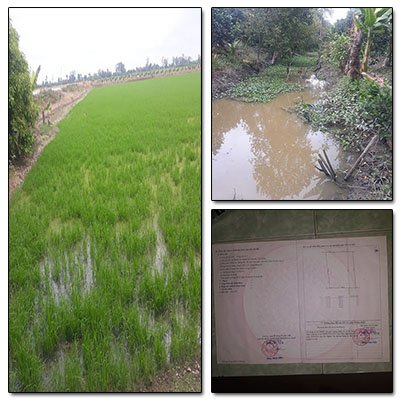 Chính chủ bán lô đất ruộng và vườn tại đường kênh 13 Ấp 1, Thạnh Lộc, Cai Lậy, Tiền Giang, 0902601482
