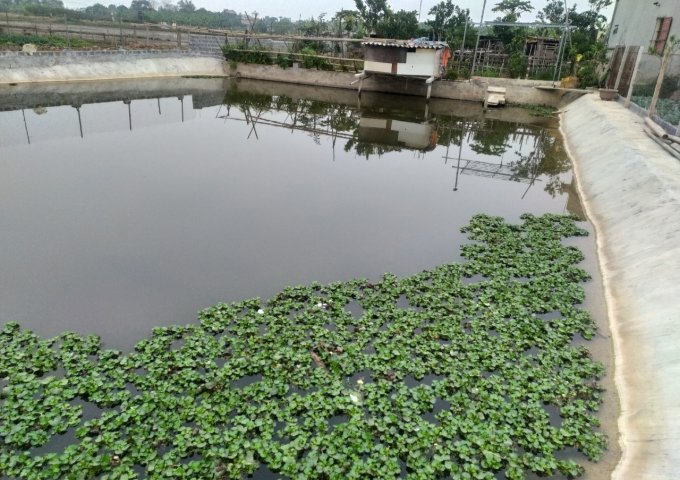 CHÍNH CHỦ CẦN BÁN ĐẤT TRANG TRẠI 313 MÔ HÌNH NHÀ-VƯỜN-AO-CÂY ĂN QUẢ TẠI YÊN MÔ NINH BÌNH_LIÊN HỆ: 0899962333