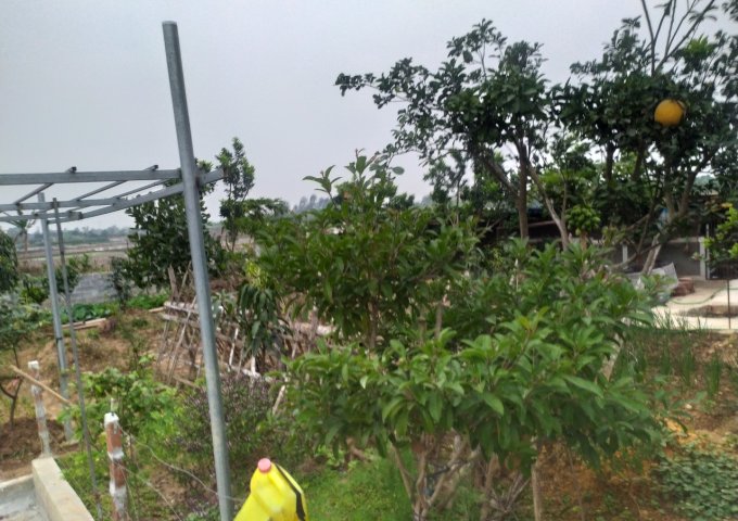 CHÍNH CHỦ CẦN BÁN ĐẤT TRANG TRẠI 313 MÔ HÌNH NHÀ-VƯỜN-AO-CÂY ĂN QUẢ TẠI YÊN MÔ NINH BÌNH_LIÊN HỆ: 0899962333