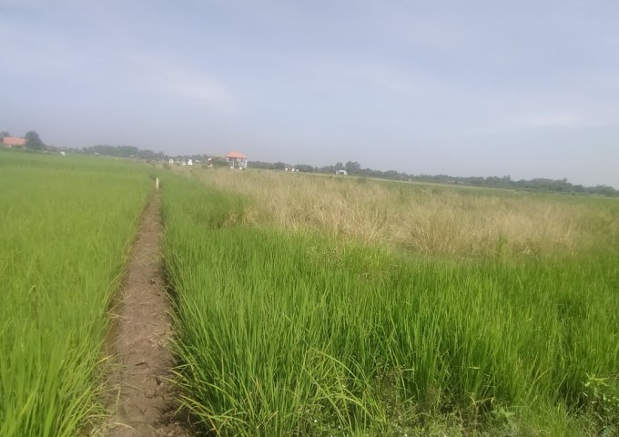 Bán đất ruộng tại ấp 7, xã Tân Ân, huyện Cần Đước, tỉnh Long An