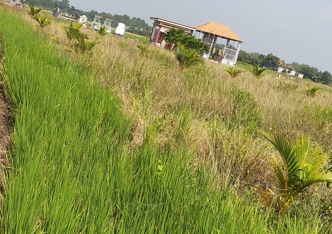 Bán đất ruộng tại ấp 7, xã Tân Ân, huyện Cần Đước, tỉnh Long An