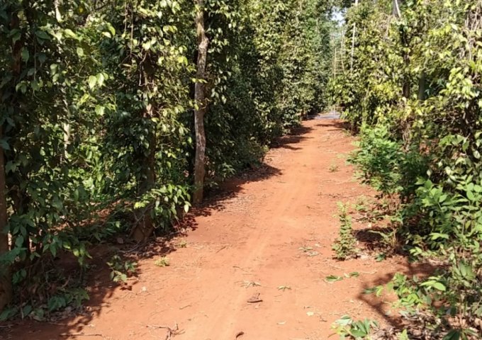 CHÍNH CHỦ CẦN BÁN LÔ ĐẤT ẤP 3, XÃ BÀU LÂM, HUYỆN XUYÊN MỘC, BÀ RỊA VŨNG TÀU .