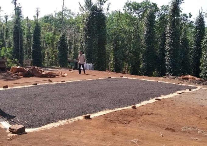 CHÍNH CHỦ CẦN BÁN LÔ ĐẤT ẤP 3, XÃ BÀU LÂM, HUYỆN XUYÊN MỘC, BÀ RỊA VŨNG TÀU .