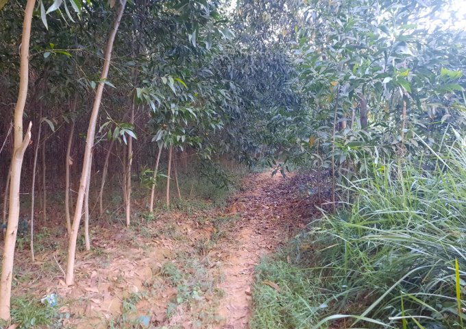 Chính chủ bán lô đất tại xã Khánh Đông, huyện Khánh Vĩnh. Tỉnh Khánh Hòa