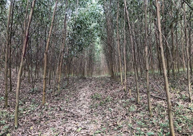 Chính chủ bán lô đất tại xã Khánh Đông, huyện Khánh Vĩnh. Tỉnh Khánh Hòa