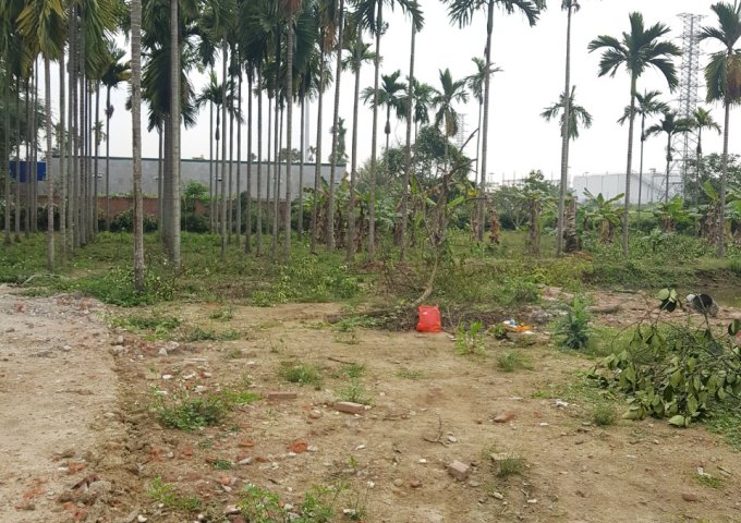 Chính chủ cần bán đất Thôn Hoàng Lâu, xã Hồng Phong, Huyện An Dương, Tp Hải Phòng