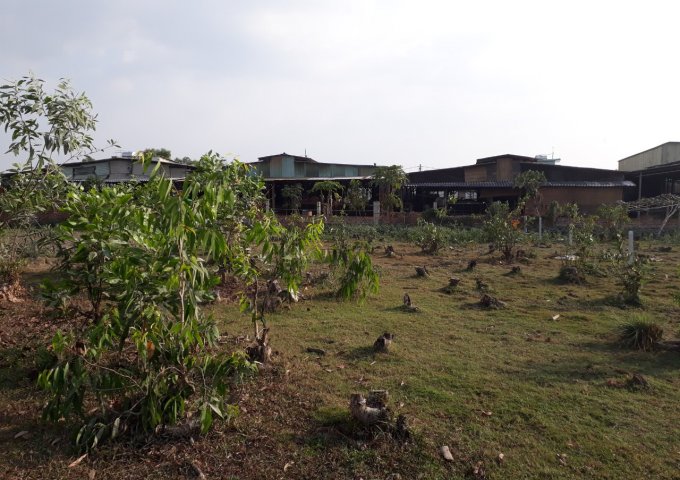 CẦN BÁN ĐẤT TRỒNG CÂY LÂU NĂM TẠI ĐƯỜNG KINH TRUNG ƯƠNG , XÃ VĨNH LỘC A - BÌNH CHÁNH