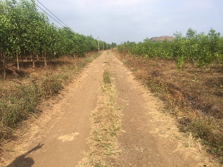 Cần bán đất tại Ấp Suối Lức Xã Xuân Đông Huyện Cẩm Mỹ Tỉnh Đồng Nai.