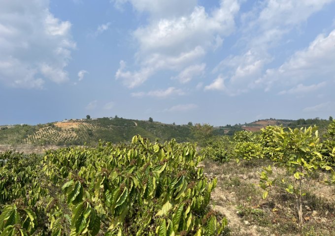 B11. CẦN BÁN LÔ ĐẤT GIÁ ĐẦU TƯ , DIỆN TÍCH 1,4 HECTA, SỔ 9 SÀO , ĐANG LÀM ĐƯỜNG NHỰA 7M .ĐẤT GIÁP NƯỚC. VIEW HỒ THUỶ ĐIỆN ĐẠI NINH.