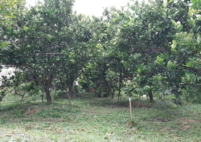 Gia đình cần bán 7941m2 đất vườn hiện đang trồng cam xoàn.