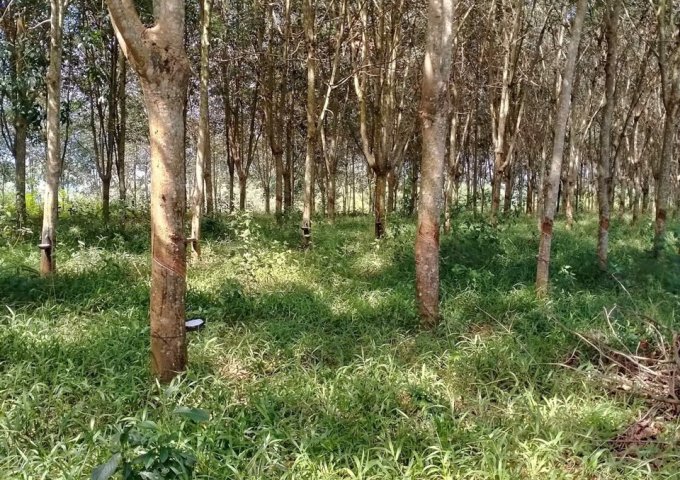 CẦN BÁN 120HA ĐẤT TẠI HUYỆN ĐAM RÔNG - LÂM ĐỒNG