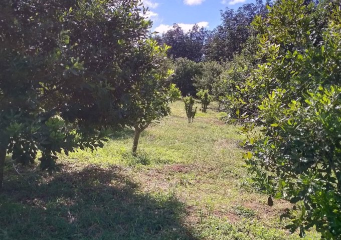 CẦN BÁN 120HA ĐẤT TẠI HUYỆN ĐAM RÔNG - LÂM ĐỒNG