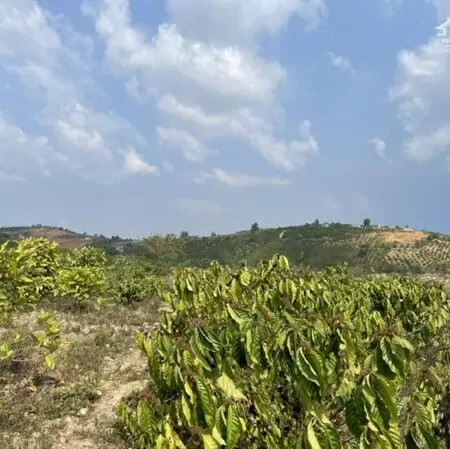 CHÍNH CHỦ CẦN BÁN 1,4 HA ĐẤT - TÀ HINE, HUYỆN ĐỨC TRỌNG, TỈNH LÂM ĐỒNG