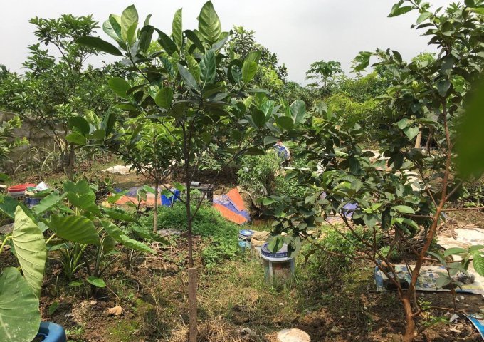 CẦN BÁN GẤP 388M2 ĐẤT 50 NĂM CÓ SỔ ĐỎ CHÍNH CHỦ TẠI YÊN MĨ - THANH TRÌ