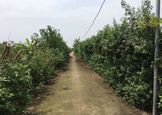 CẦN BÁN GẤP 388M2 ĐẤT 50 NĂM CÓ SỔ ĐỎ CHÍNH CHỦ TẠI YÊN MĨ - THANH TRÌ