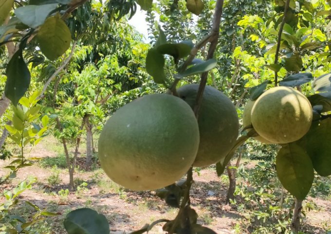 Vườn trái cây Diên Tân - Nha Trang