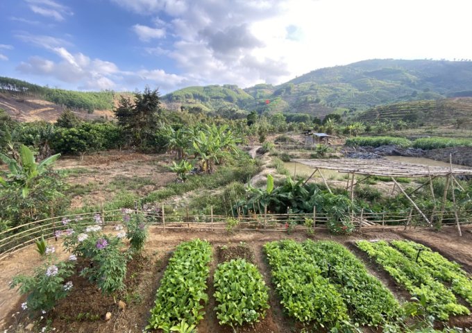 Farm Khánh Sơn Khánh Hòa- 6ha