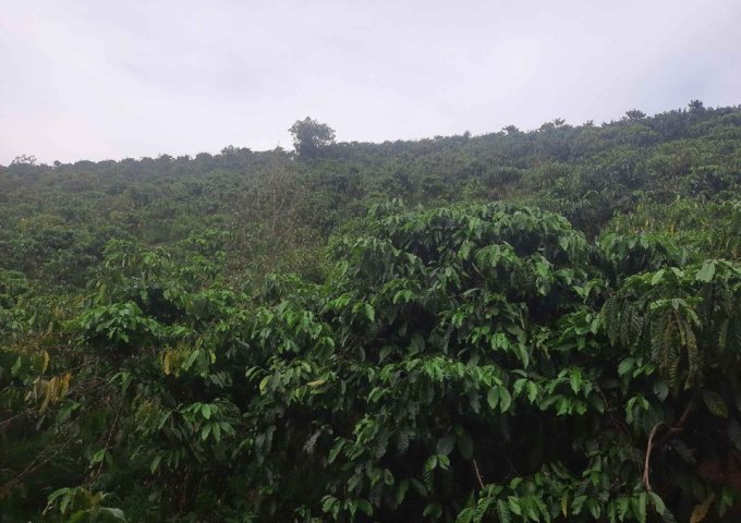 CẦN BÁN HƠN 7 SÀO ĐẤT TẠI THÔN 1 – LỘC NAM – BẢO LÂM . LIÊN HỆ: 0383054128