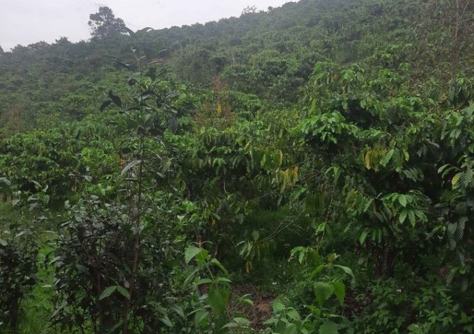 CẦN BÁN HƠN 7 SÀO ĐẤT TẠI THÔN 1 – LỘC NAM – BẢO LÂM . LIÊN HỆ: 0383054128