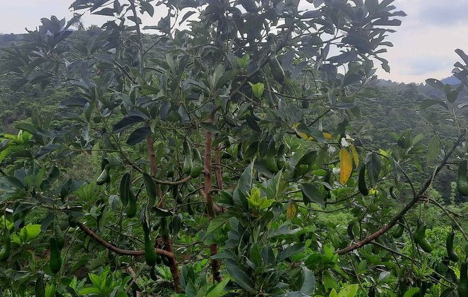 CẦN BÁN HƠN 7 SÀO ĐẤT TẠI THÔN 1 – LỘC NAM – BẢO LÂM . LIÊN HỆ: 0383054128