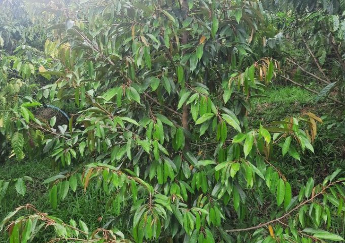 CẦN BÁN HƠN 7 SÀO ĐẤT TẠI THÔN 1 – LỘC NAM – BẢO LÂM . LIÊN HỆ: 0383054128