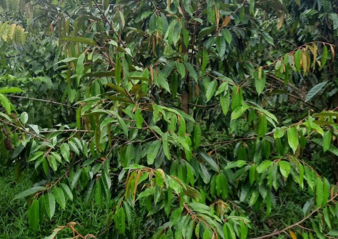 CẦN BÁN HƠN 7 SÀO ĐẤT TẠI THÔN 1 – LỘC NAM – BẢO LÂM . LIÊN HỆ: 0383054128