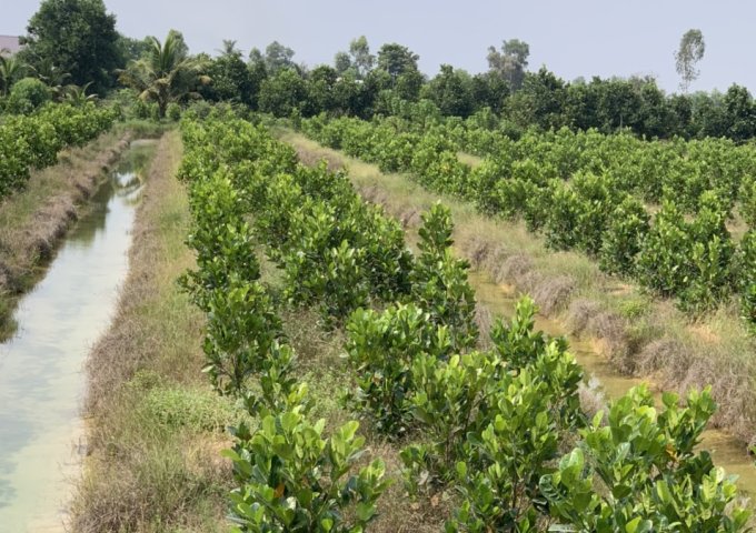 CHÍNH CHỦ BÁN ĐẤT XÃ TÂN HIỆP HUYỆN THẠNH HÓA TỈNH LONG AN