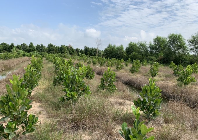 CHÍNH CHỦ BÁN ĐẤT XÃ TÂN HIỆP HUYỆN THẠNH HÓA TỈNH LONG AN