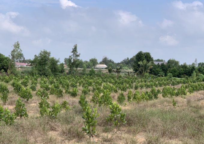 CHÍNH CHỦ BÁN ĐẤT XÃ TÂN HIỆP HUYỆN THẠNH HÓA TỈNH LONG AN