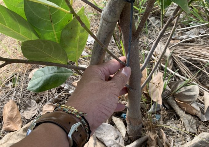 CHÍNH CHỦ BÁN ĐẤT XÃ TÂN HIỆP HUYỆN THẠNH HÓA TỈNH LONG AN