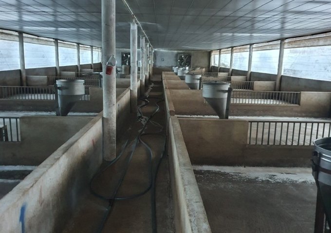 CHỦ CẦN SANG GẤP TRẠI HEO QUY MÔ 800 MỚI ĐẦU TƯ TẠI XÃ XUÂN MỸ, HUYỆN CẨM MỸ, TỈNH ĐỒNG NAI. 2% CHO MÔI GIỚI