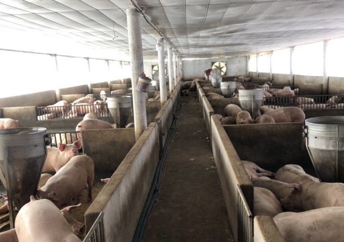 CHỦ CẦN SANG GẤP TRẠI HEO QUY MÔ 800 MỚI ĐẦU TƯ TẠI XÃ XUÂN MỸ, HUYỆN CẨM MỸ, TỈNH ĐỒNG NAI. 2% CHO MÔI GIỚI