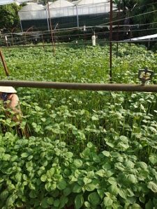 Chính chủ cần bán nhanh lô đất nông nghiệp tại Phường 10, Đà Lạt, Lâm Đồng