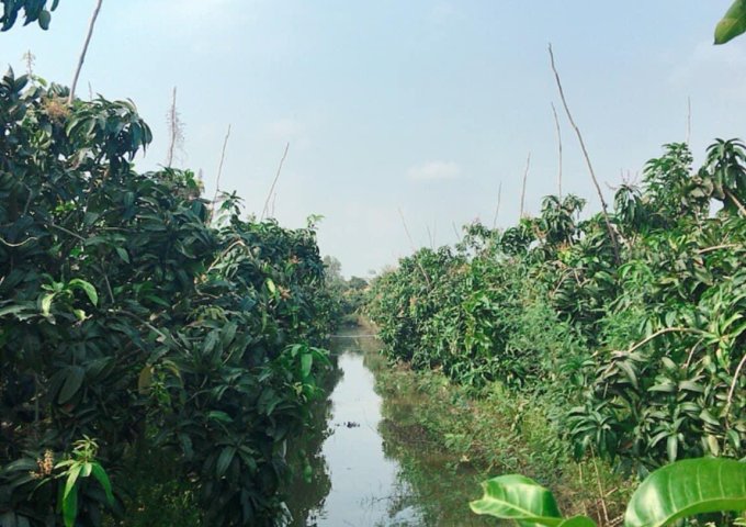 CHÍNH CHỦ BÁN LÔ ĐẤT VƯỜN TẠI LONG ĐIỀN B, HUYỆN CHỢ MỚI, AN GIANG