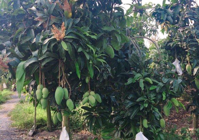 CHÍNH CHỦ BÁN LÔ ĐẤT VƯỜN TẠI LONG ĐIỀN B, HUYỆN CHỢ MỚI, AN GIANG