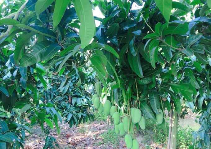 CHÍNH CHỦ BÁN LÔ ĐẤT VƯỜN TẠI LONG ĐIỀN B, HUYỆN CHỢ MỚI, AN GIANG