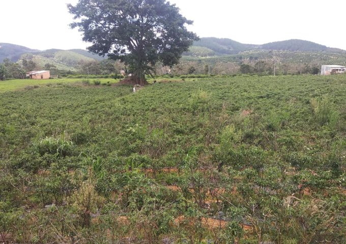 CẦN BÁN GẤP LÔ ĐẤT HƠN 1HA TẠI THÔN K’NAI – PHÚ HỘI – ĐỨC TRỌNG. LIÊN HỆ: 0866430744