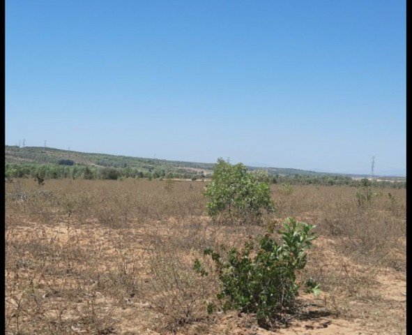 CẦN SANG NHƯỢNG 20HA ĐẤT TẠI XÃ HỒNG PHONG, BẮC BÌNH, BÌNH THUẬN.