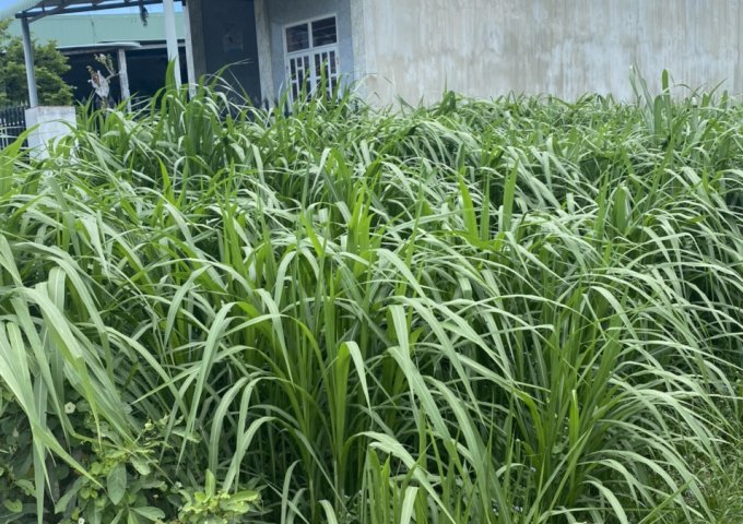 QUÁ RẺ CHO MỘT SIÊU PHẨM ĐẤT ĐẦU TƯ- TẠI AN SƠN, PHƯỚC AN, TUY PHƯỚC, BÌNH ĐỊNH, LH 0868457579