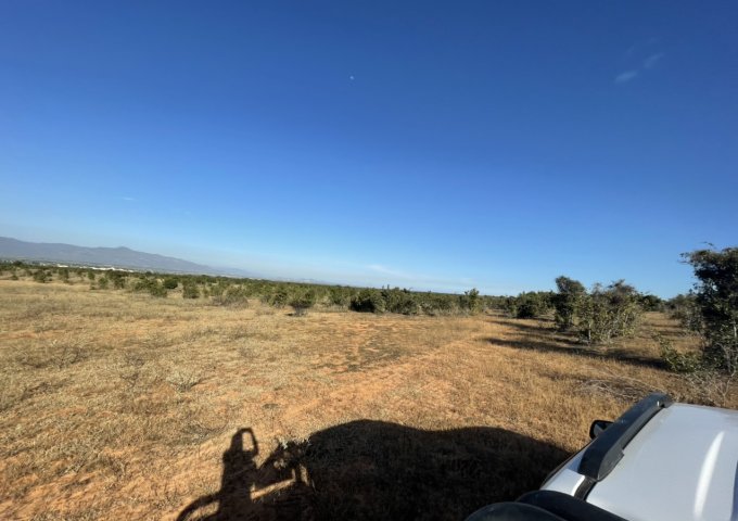 BÁN 4647M2 ĐẤT CẠNH KHU DU LỊCH BÀU TRẮNG, THỊ TRẤN CHỢ LẦU, BẮC BÌNH, BÌNH THUẬN. LH: 0788 969 474