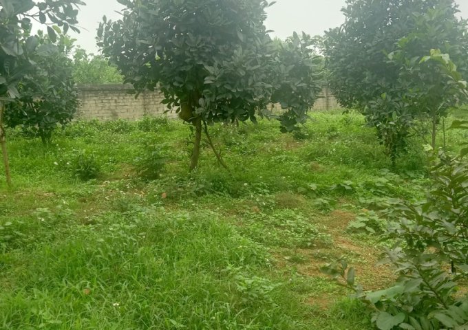 BÁN ĐẤT TẶNG NHÀ 2 TẦNG THÔN 7 BA TRẠI BA VÌ HÀ NỘI