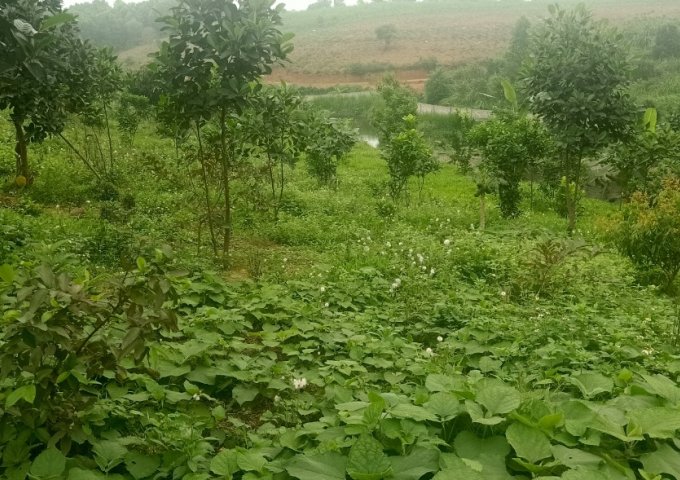 BÁN ĐẤT TẶNG NHÀ 2 TẦNG THÔN 7 BA TRẠI BA VÌ HÀ NỘI