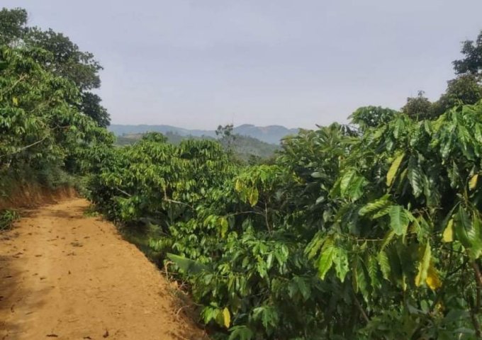 CHỦ CẦN BÁN GẤP 5 SÀO HOẶC 1,5HA ĐẤT TẠI THÔN 9, TÂN LẠC, BẢO LÂM, LÂM ĐỒNG