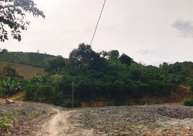 CHỦ CẦN BÁN GẤP 5 SÀO HOẶC 1,5HA ĐẤT TẠI THÔN 9, TÂN LẠC, BẢO LÂM, LÂM ĐỒNG